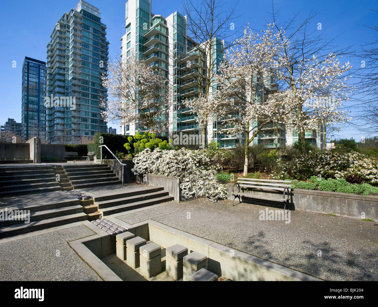 Fiorisce in Coal Harbour quartiere del centro cittadino di Vancouver, BC Canada Foto Stock