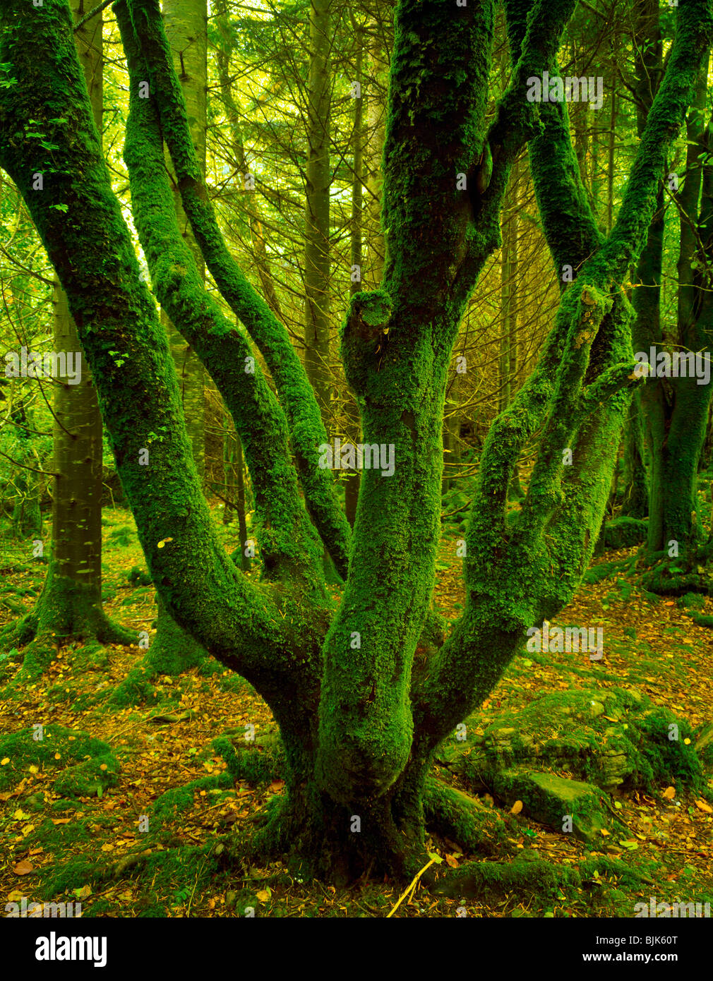 Crescita vecchia foresta di querce, Parco Nazionale di Killarney, Repubblica di Irlanda, Settembre. Cascata Torc area, County Kerrv 45v IC6 Foto Stock