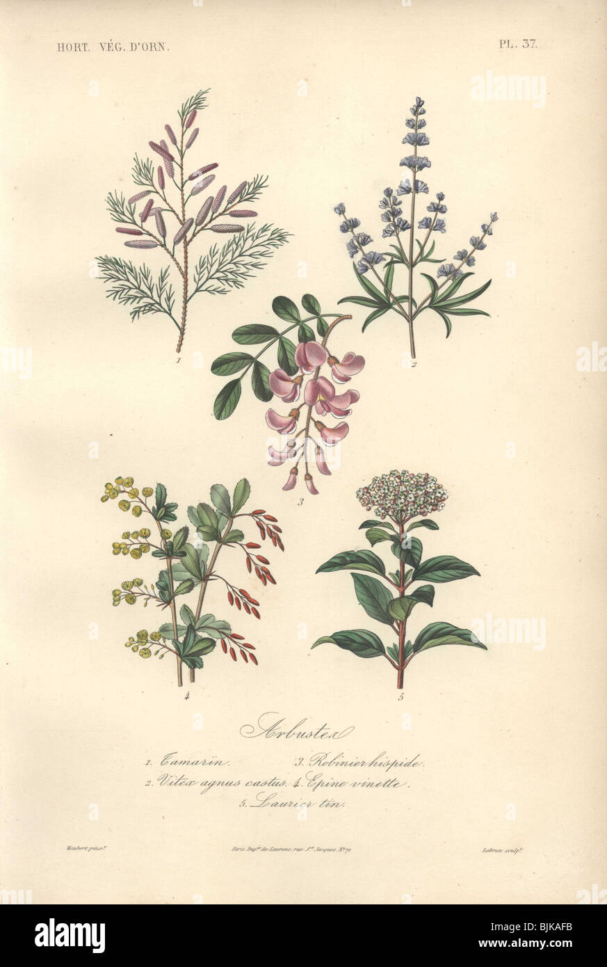 Decorativi stampa botanica con il tamarindo, Locust Tree, casto tree, crespino e pallon di maggio da Herincq 'Regne Vegetal" (1865). Foto Stock