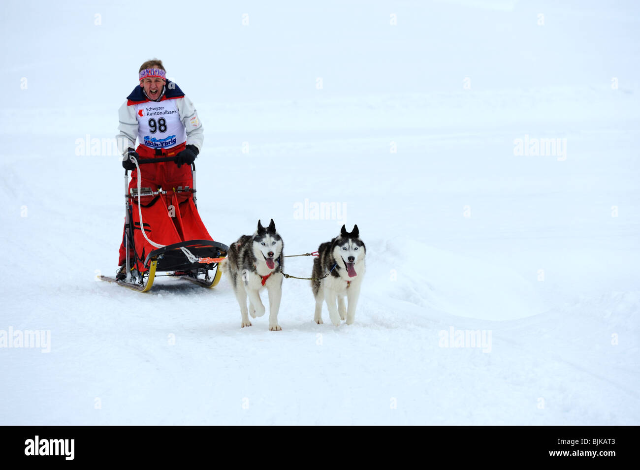 Siberian Husky, sled dog team con musher, Studen, Svizzera, Europa Foto Stock
