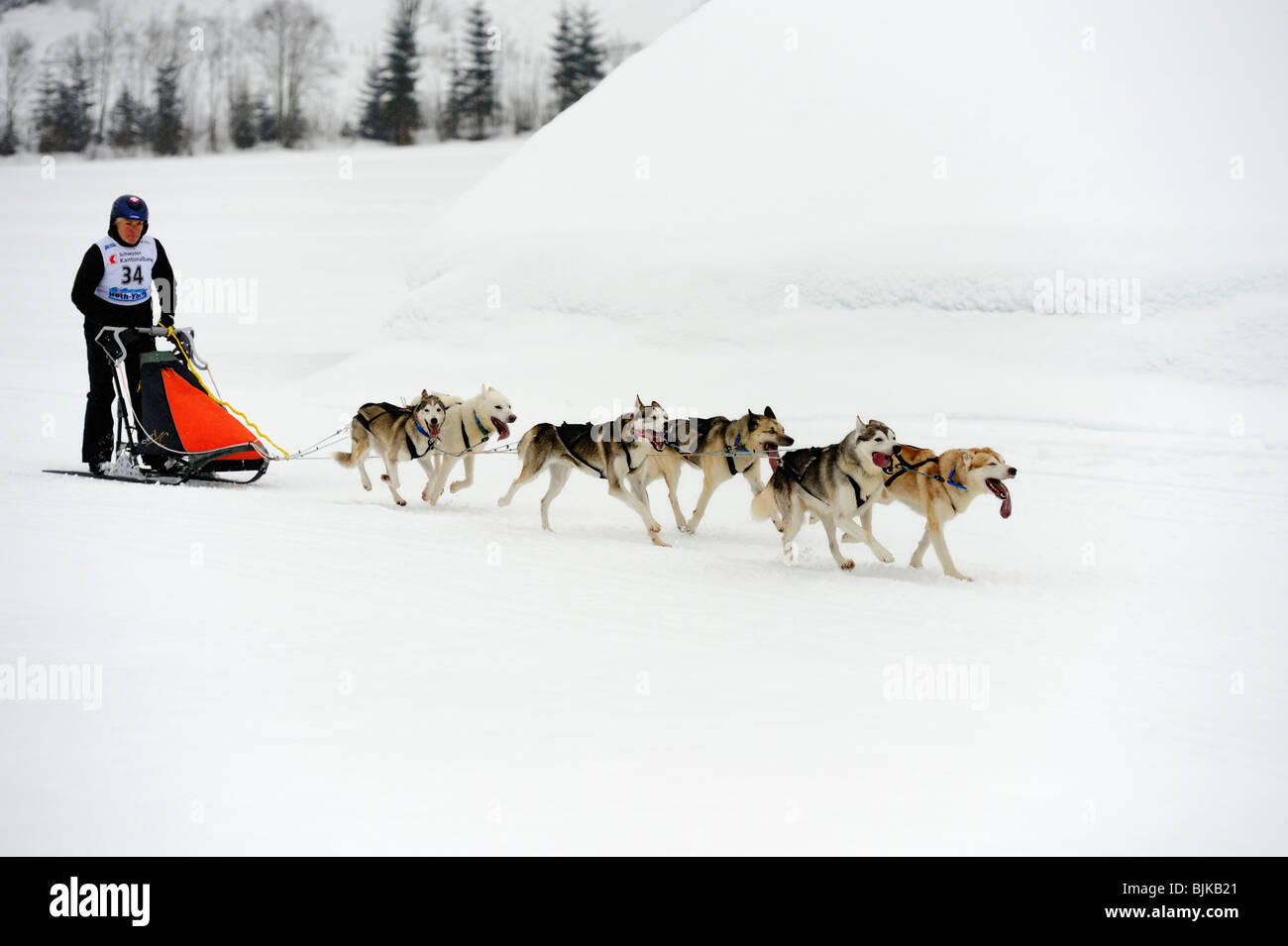 Siberian Husky, sled dog team con musher, Studen, Svizzera, Europa Foto Stock