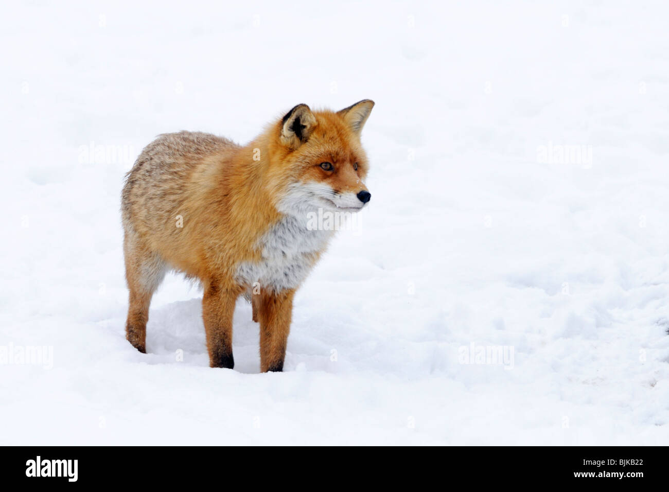 Red Fox (Vulpes vulpes vulpes), nel solco Foto Stock
