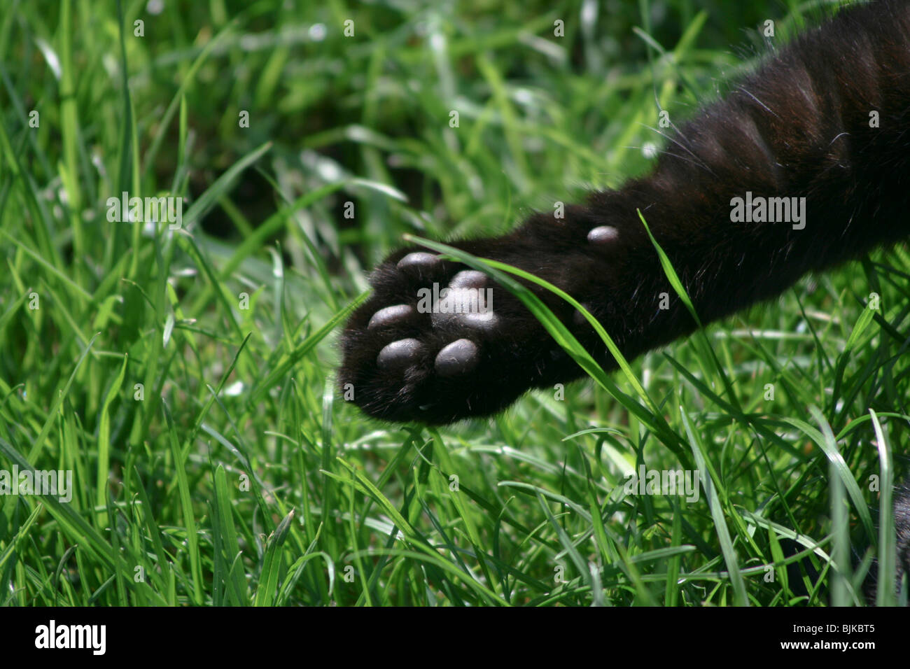 Il gatto domestico la zampa in dettaglio Foto Stock
