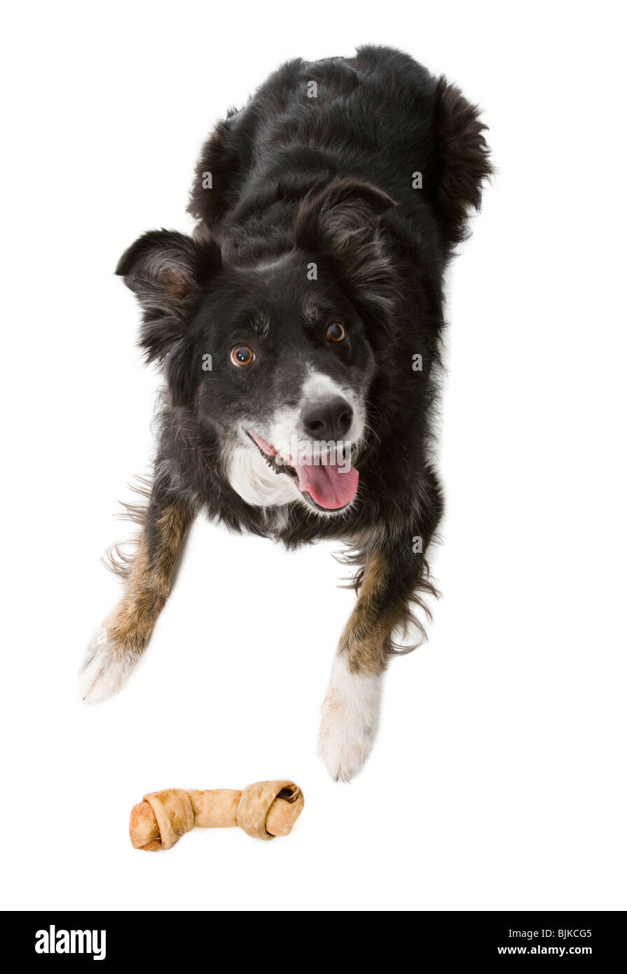 Guardando verso il basso al Cane con la lingua di fuori Foto Stock