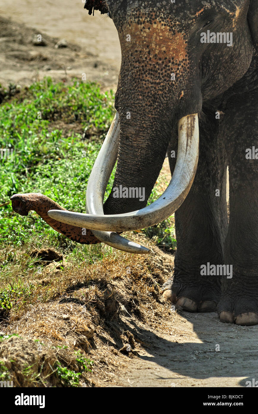 Maschio di elefante asiatico con twisted zanne Foto Stock