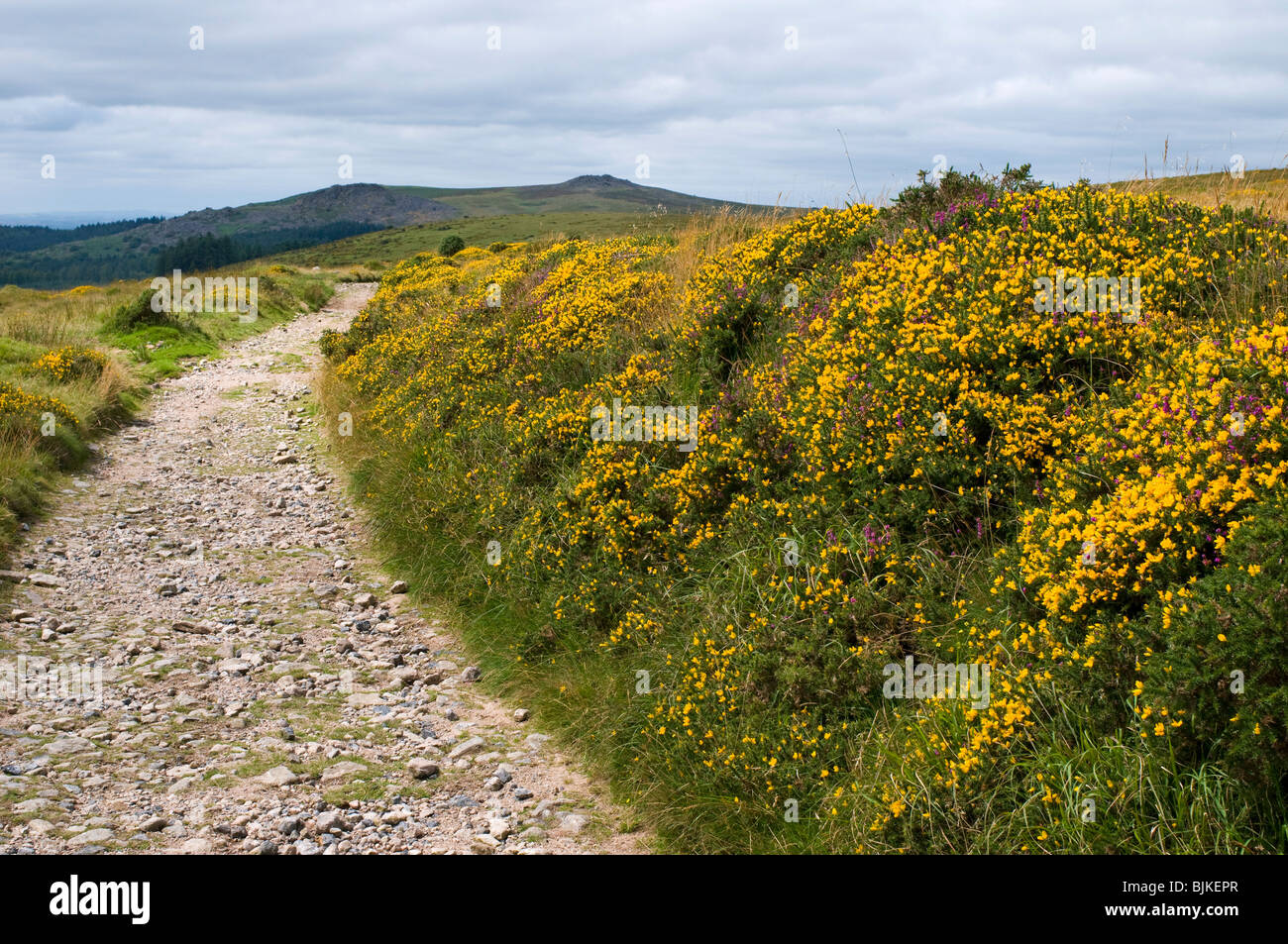 Stoney percorso con banca di fioritura giallo gorse accanto, Dartmoor Devon UK Foto Stock