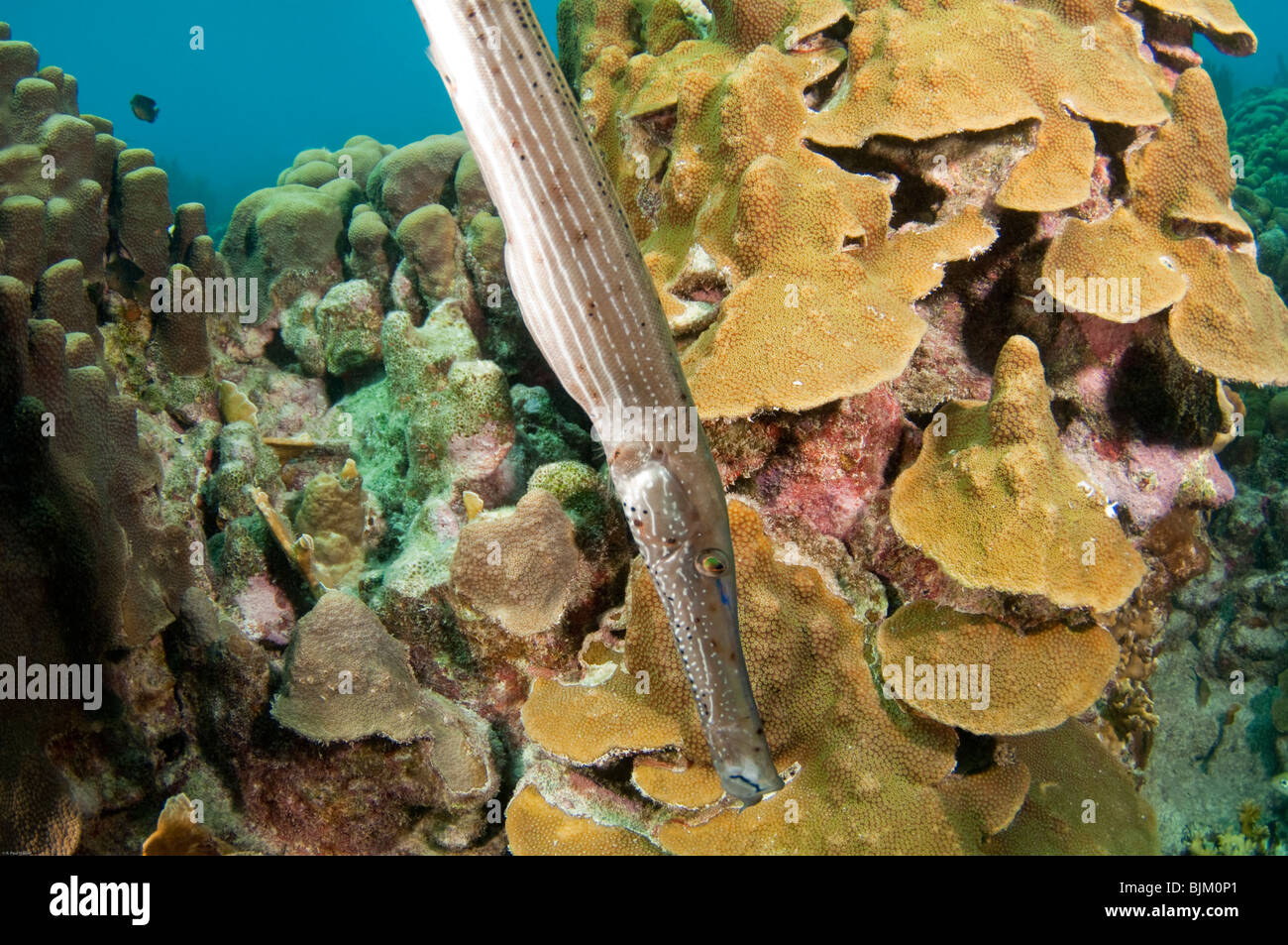 Un Trumpetfish nuota attraverso le acque che circondano l'isola di Bonaire. Foto Stock