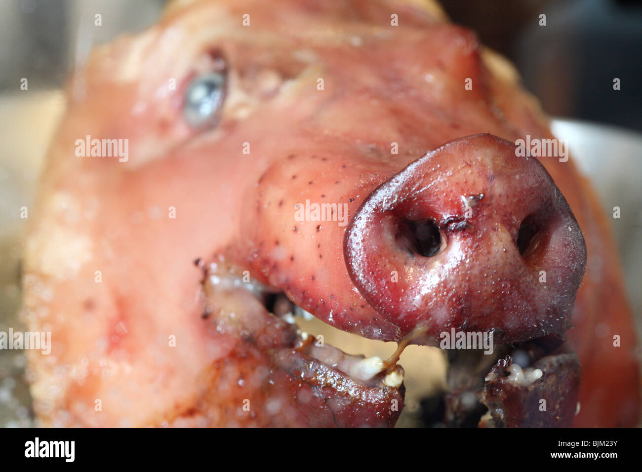 Un maiale cucinato la testa Foto Stock