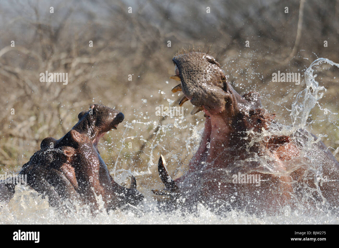 Due maschi ippopotami combattimenti in acqua (Hippopotamus amphibius). Lago Baringo, Kenya Foto Stock