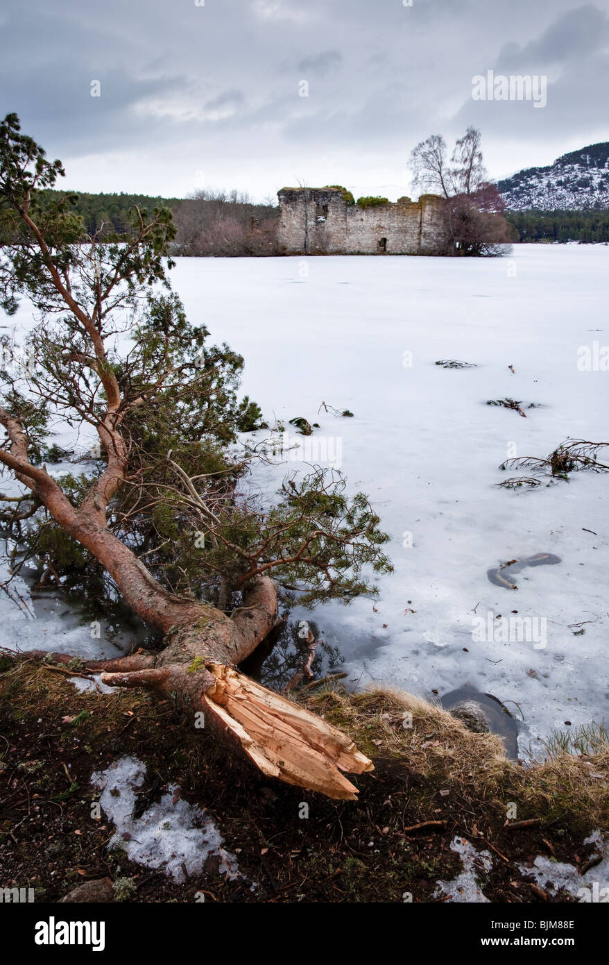 Un grande pino silvestre ramo di albero strappato dal peso della neve nei primi mesi del 2010. Loch un Eilleen, Cairngorms, Scozia Foto Stock