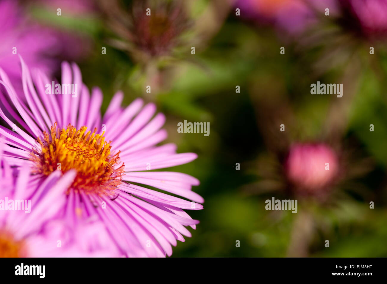Michaelmas margherite con foglie in background Foto Stock