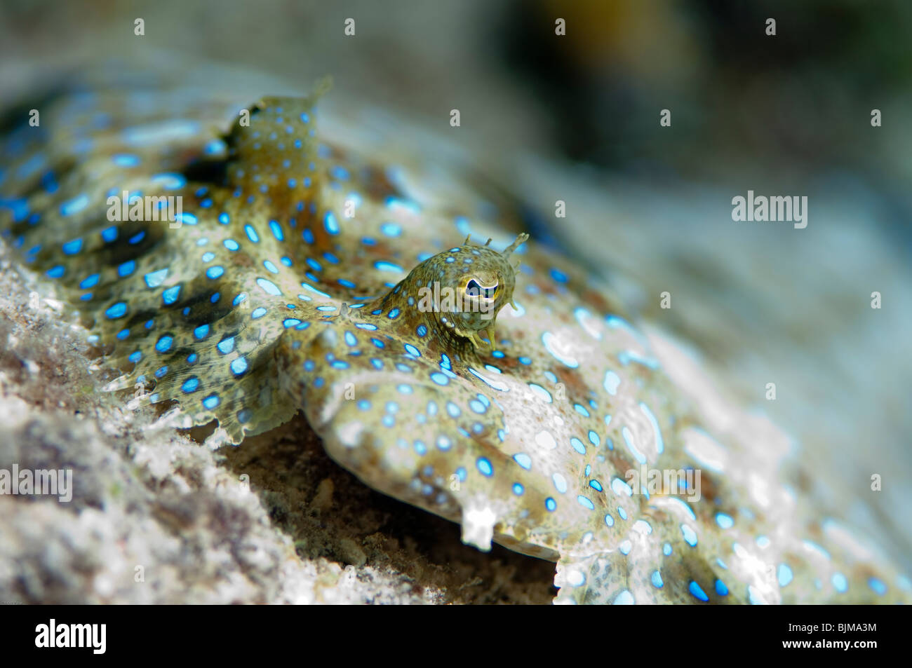 Close up di un pavone tropicale Passera pianuzza Pesce. Foto Stock