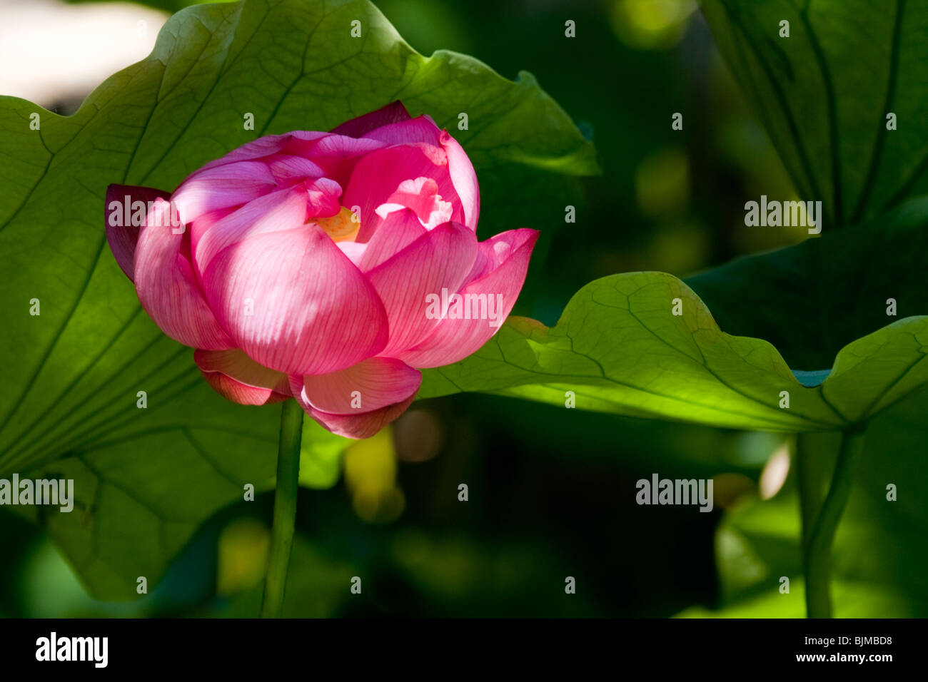 Fiore rosa con foglie, Sydney, Nuovo Galles del Sud, Australia Foto Stock