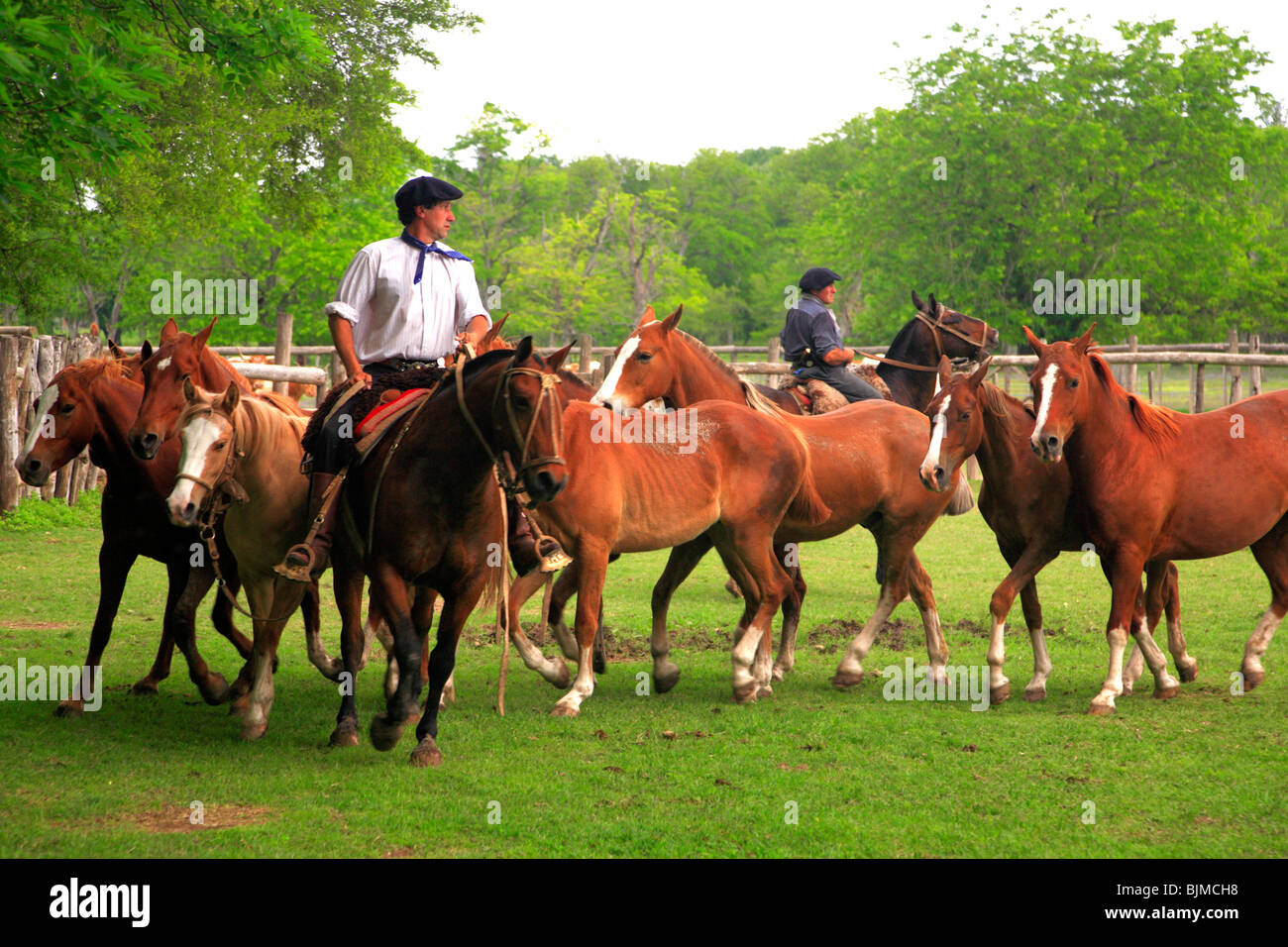 Paisanos (moderno gauchos) portando i cavalli a San Antonio de Areco Gaucho Festival. (Fiesta de la Tradicion/ tradizione partito). Foto Stock