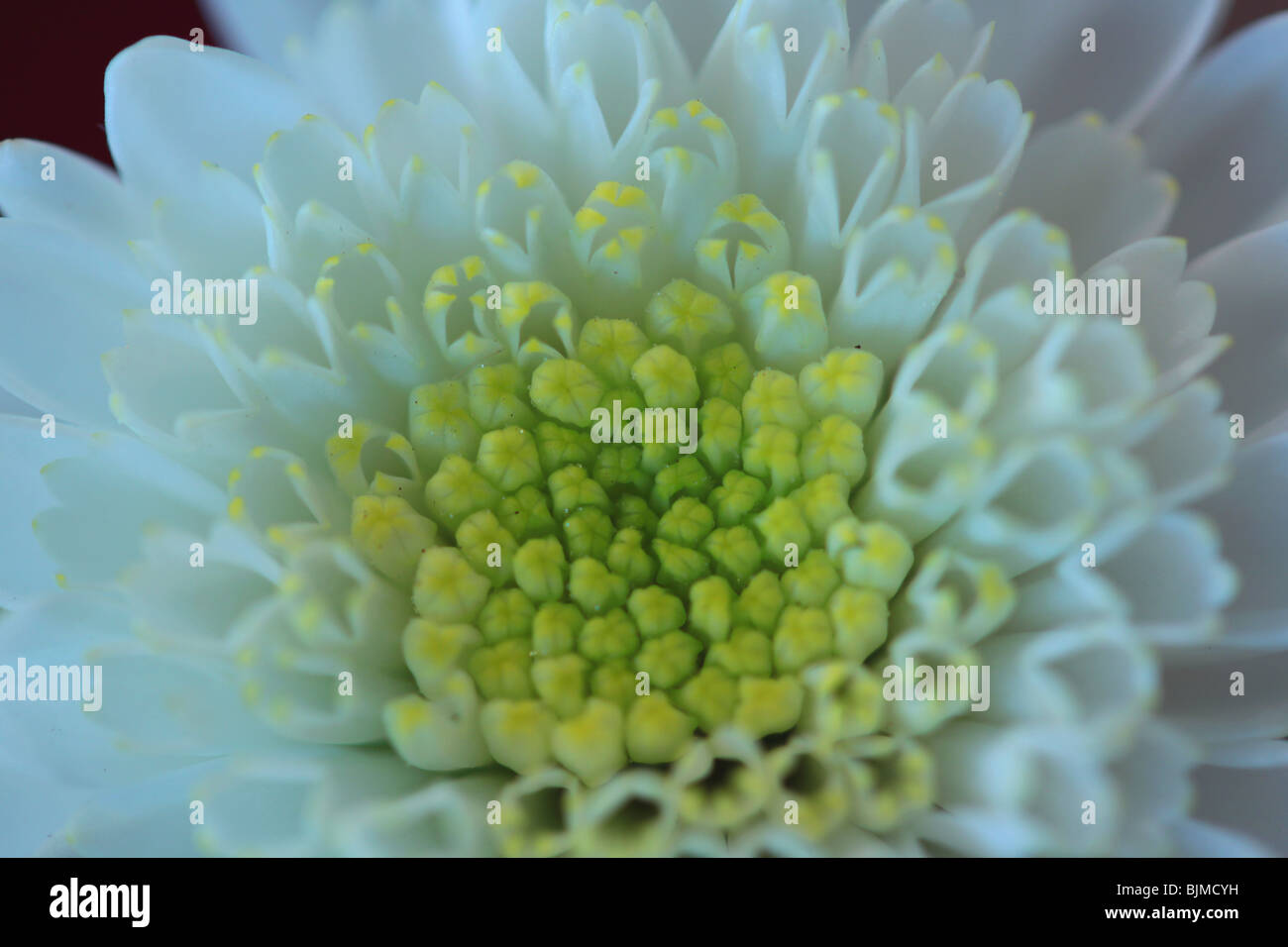 In prossimità di una margherita con petali di colore bianco Foto Stock