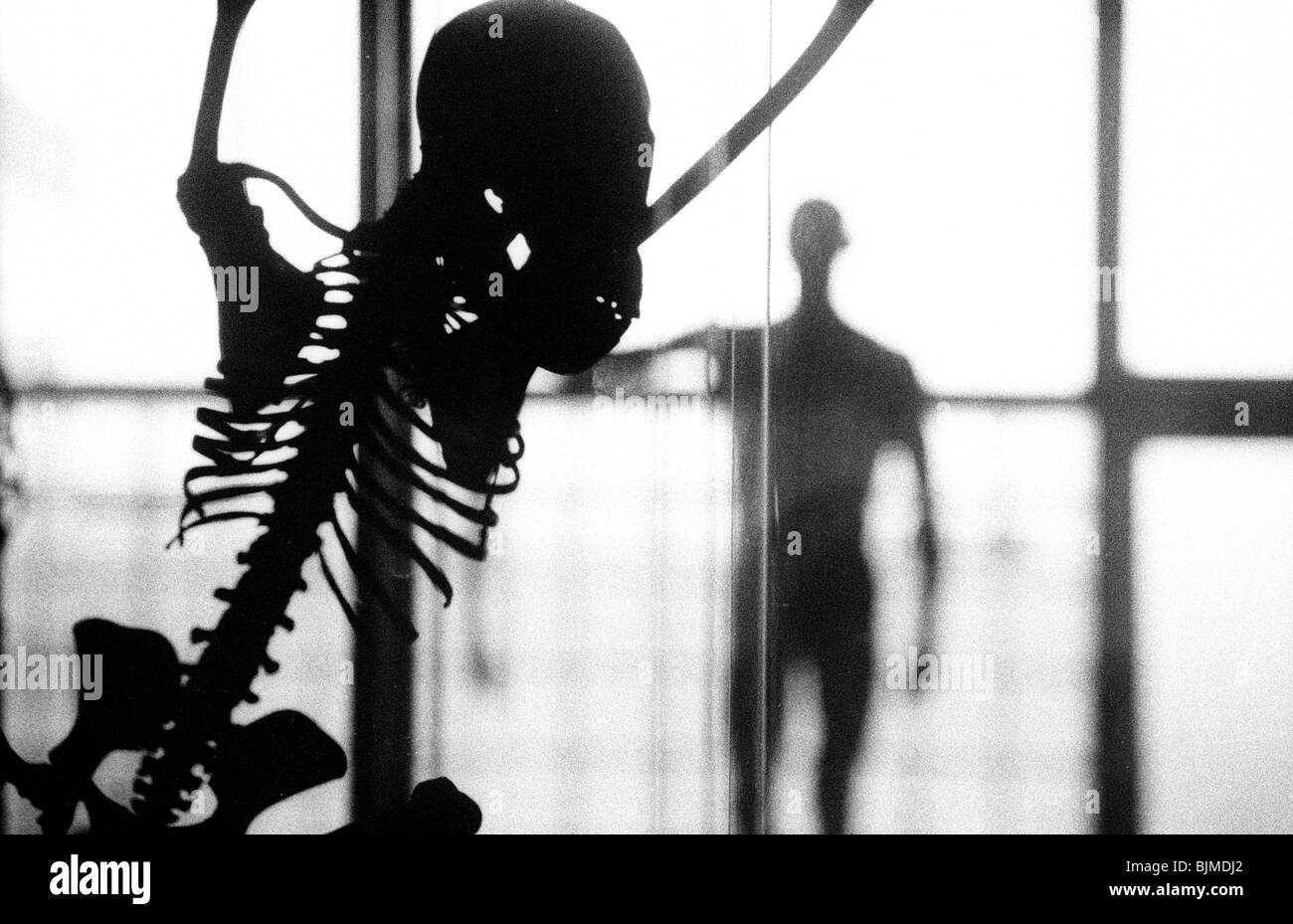 Lo scheletro, scimmia, sagoma umana Foto Stock