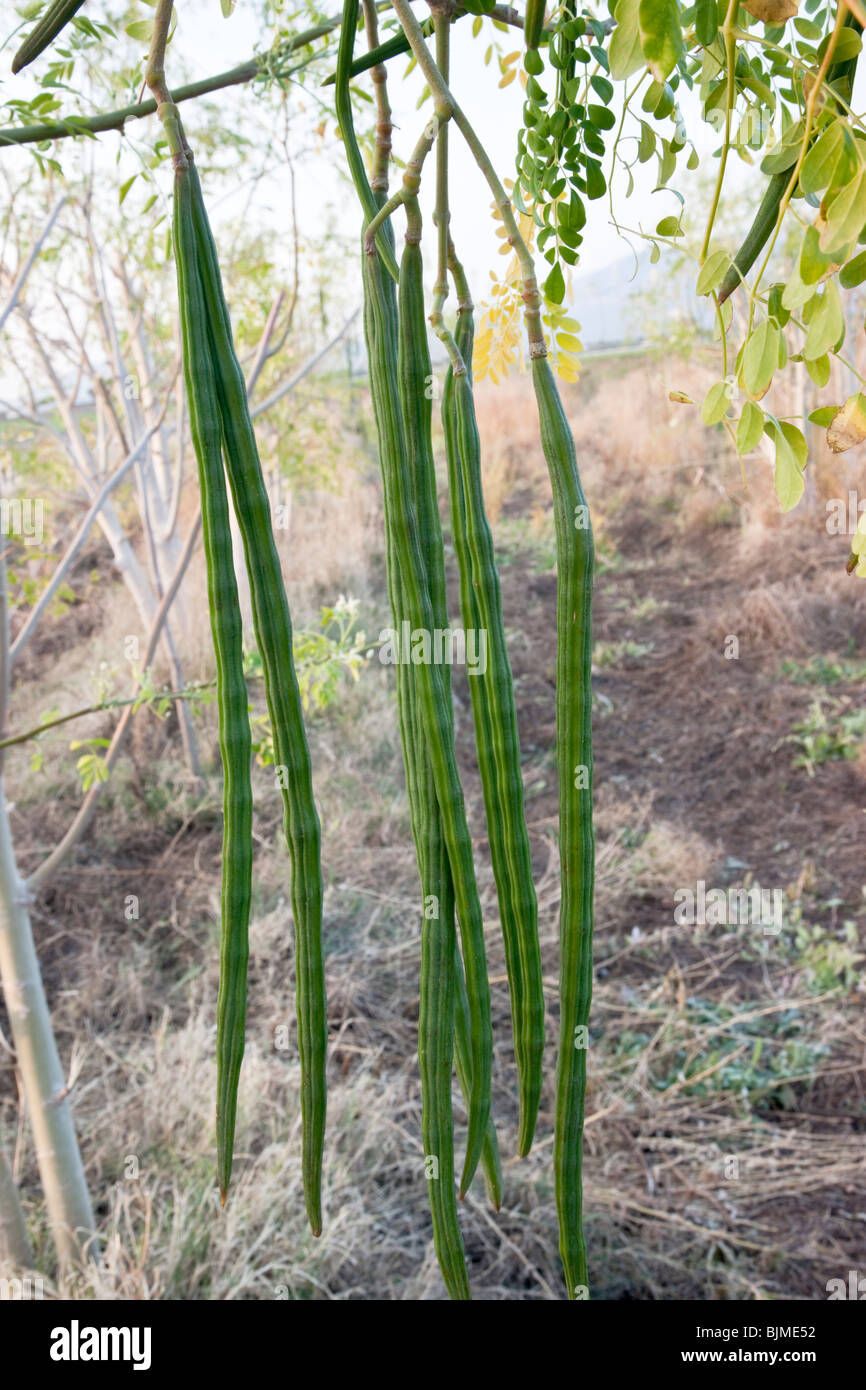 Moringa 'Moringa oleifera " sementi baccelli, ramo. Foto Stock