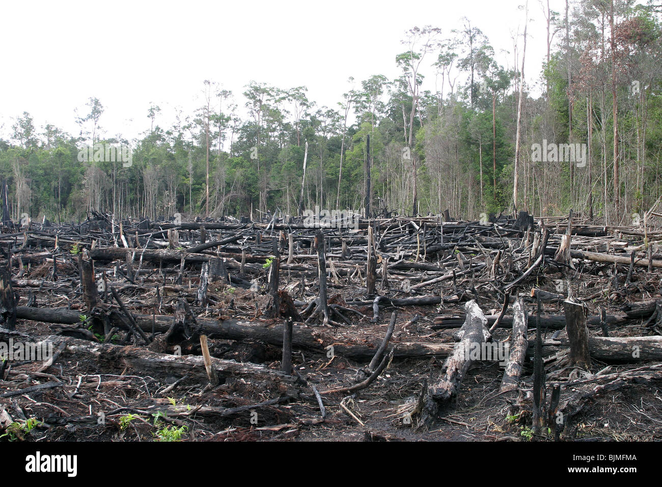 Il disboscamento illegale il commercio nel Borneo indonesiano lascia le foreste sventrata come questo uno Foto Stock