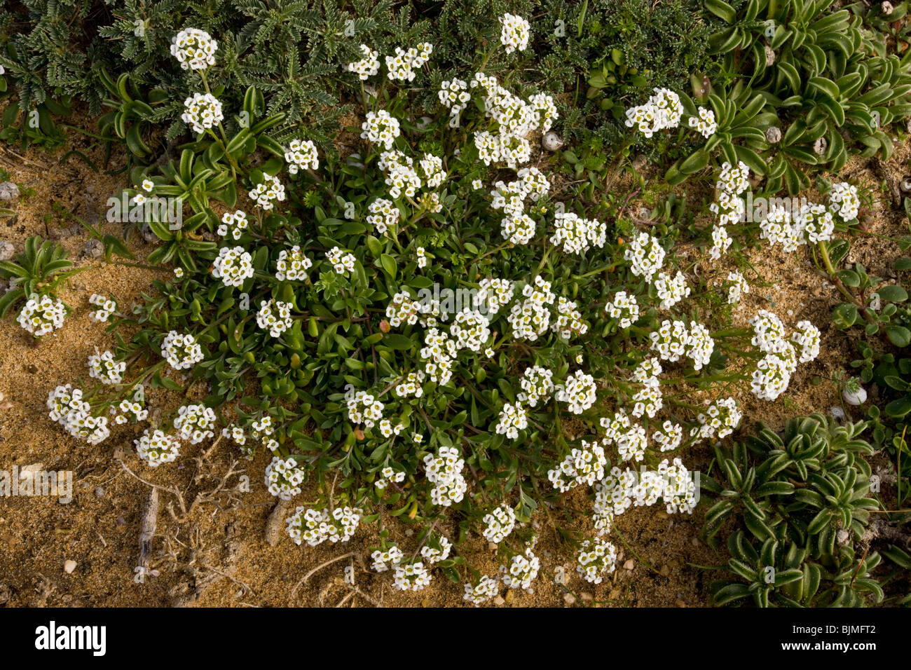 Sweet Alyssum o dolce Alison Lobularia maritima (Alyssum maritimum) a Capo San Vincenzo, Algarve, Portogallo. Foto Stock