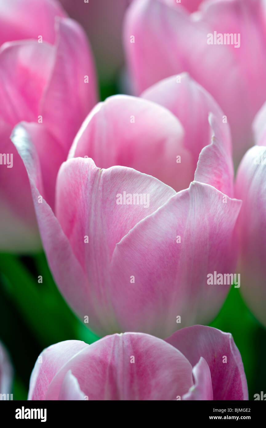 Pink tulip close up Foto Stock