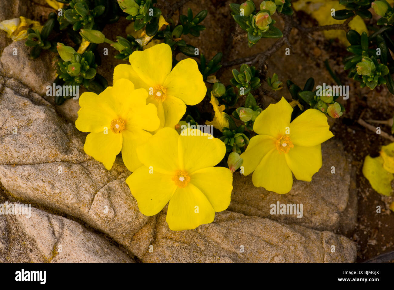 Halimium commutatum (= Halimium calycinum) - una roccia-rose rispetto, Algarve, Portogallo. Foto Stock