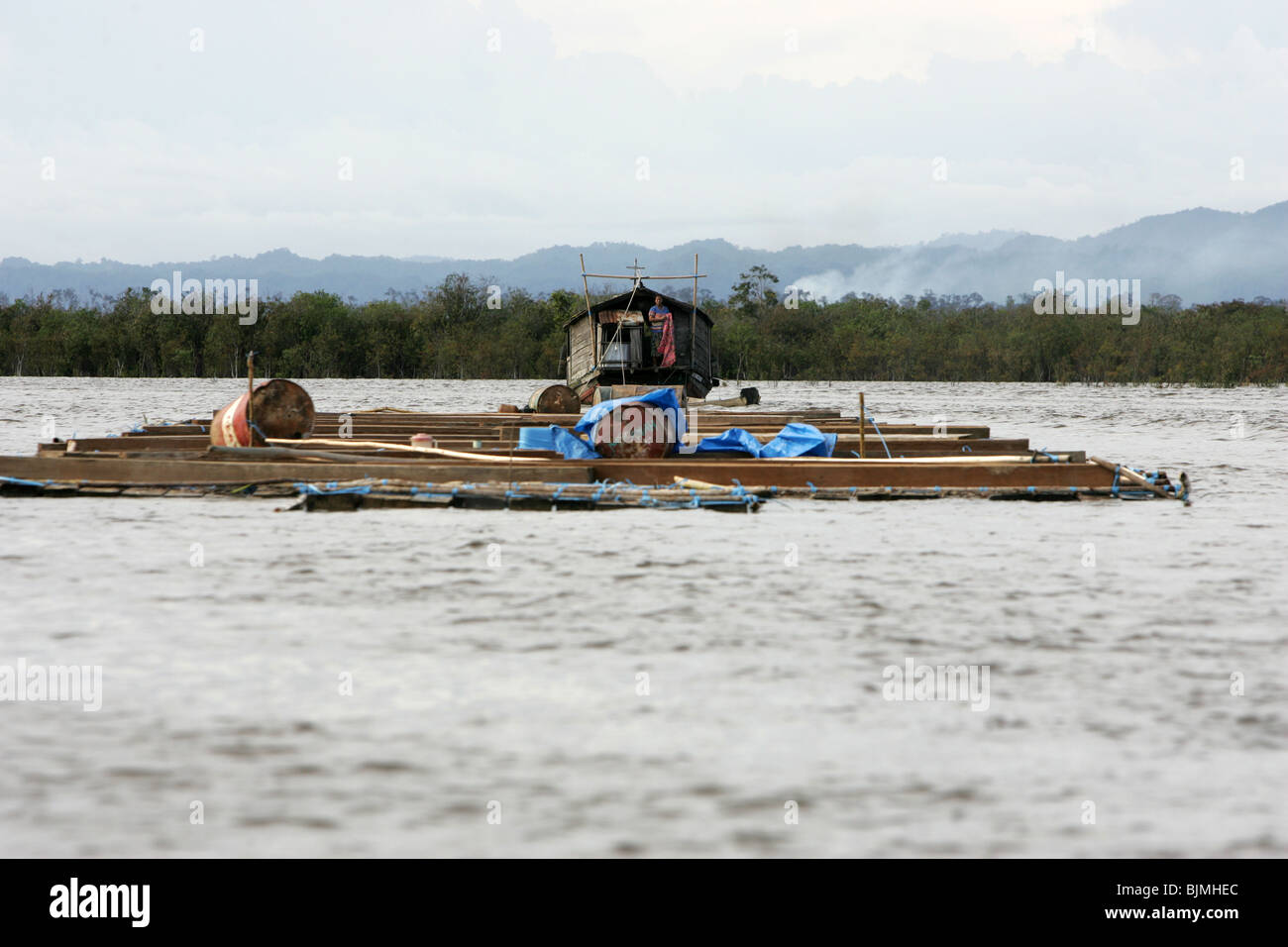 Il disboscamento illegale il commercio nel Borneo indonesiano Foto Stock