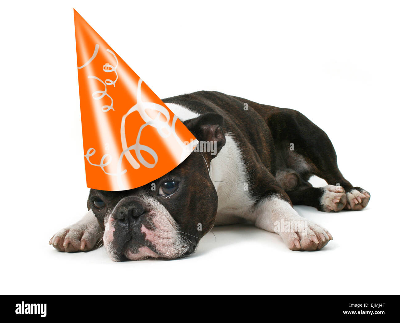 Un boston terrier con un compleanno hat su Foto Stock