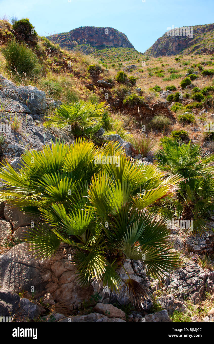 Palma nana palma nana Chamaerops humilis Riserva Naturale dello Zingaro riserva dello Zingaro Scopello Foto Stock