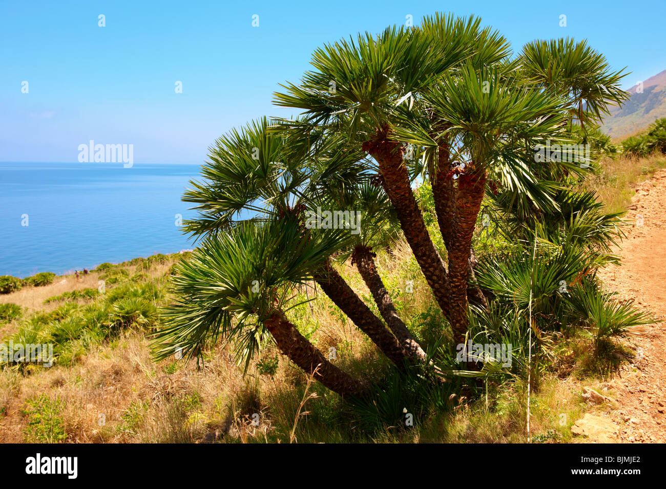 Palma nana palma nana Chamaerops humilis Riserva Naturale dello Zingaro riserva dello Zingaro Scopello Foto Stock