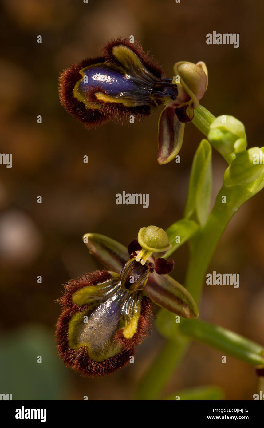 Specchio Orchid Ophrys speculum, Algarve, Portogallo. Foto Stock