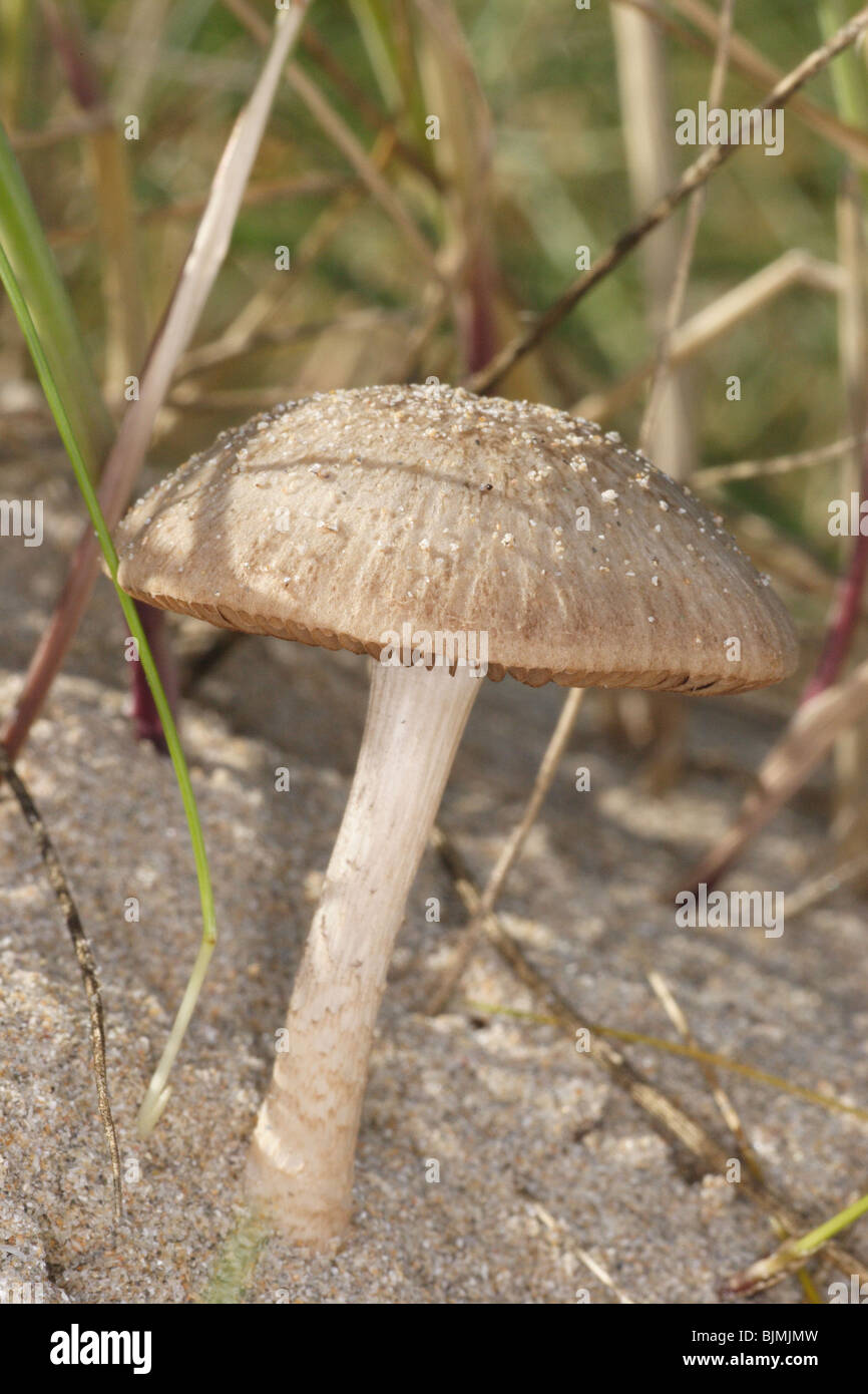 Dune di sabbia fungo. Psathyrella ammphila. Sulle dune. La spiaggia di roccia Cornwall. settembre. Foto Stock