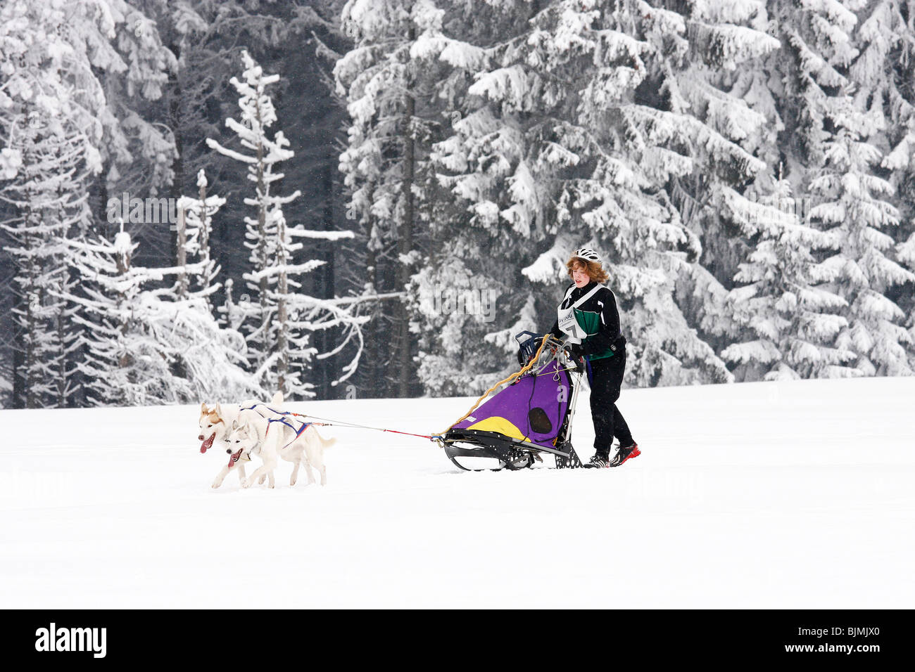 2-dog team di Siberian Husky, Winterberg Sled Dog gare 2010, Sauerland, Renania settentrionale-Vestfalia, Germania, Europa Foto Stock