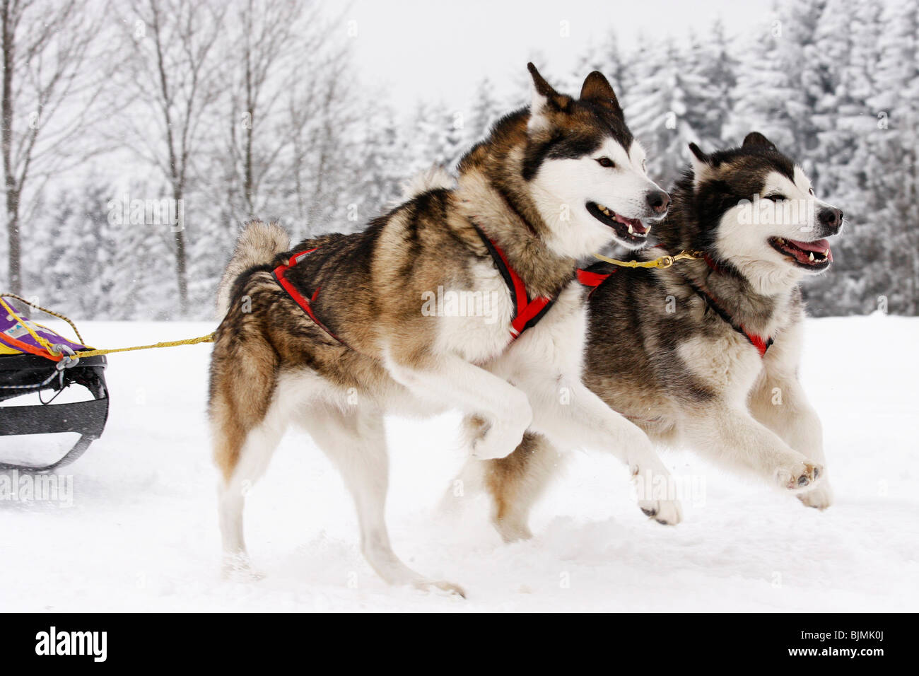 Siberian Husky, Winterberg Sled Dog gare 2010, Sauerland, Renania settentrionale-Vestfalia, Germania, Europa Foto Stock