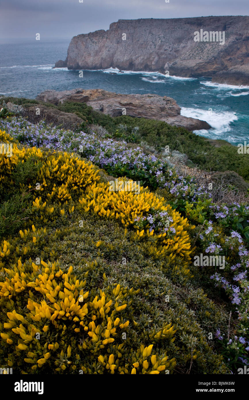 Vento-Potare fiori di primavera e soprattutto delle piccole a fiore ginestre, Rosmarino su una scogliera, di Capo San Vincenzo, Algarve, PORTOGALLO Foto Stock