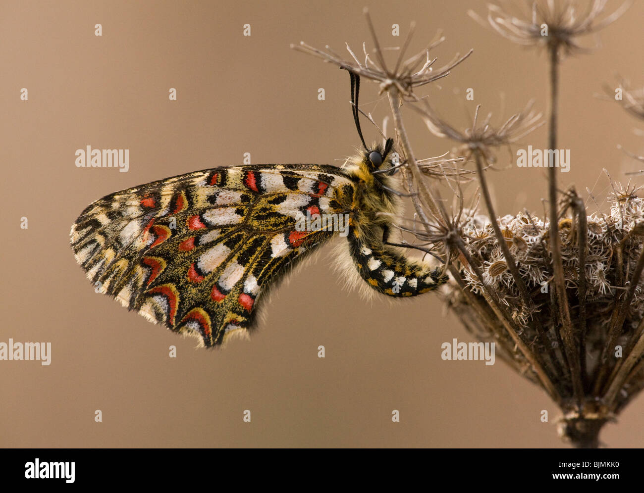 Un festone spagnolo butterfly Zerynthia rumina su carota selvatica, Algarve, Portogallo. Foto Stock