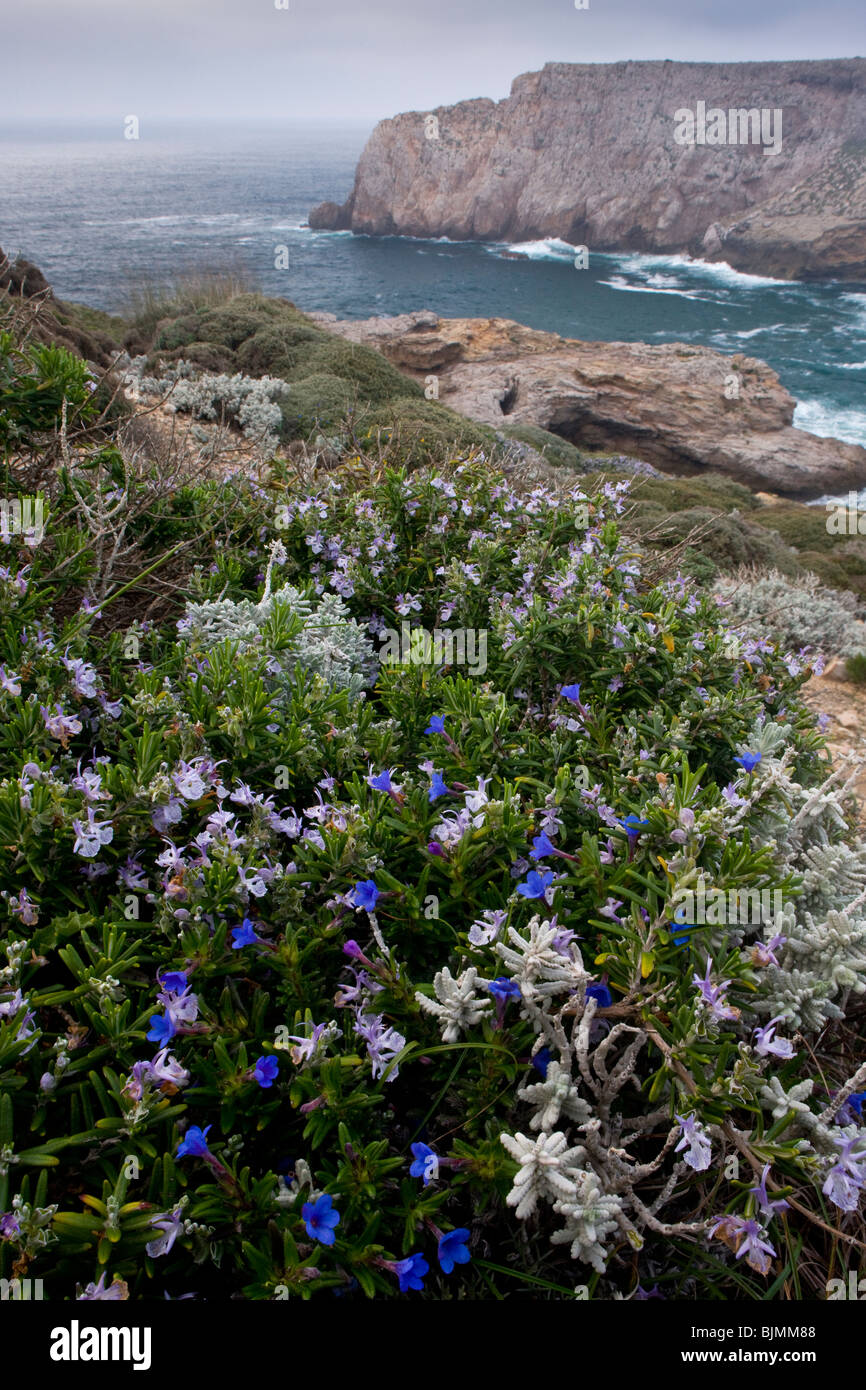 Vento-Potare fiori di primavera, soprattutto Rosmarino su una scogliera, di Capo San Vincenzo, Algarve, PORTOGALLO Foto Stock