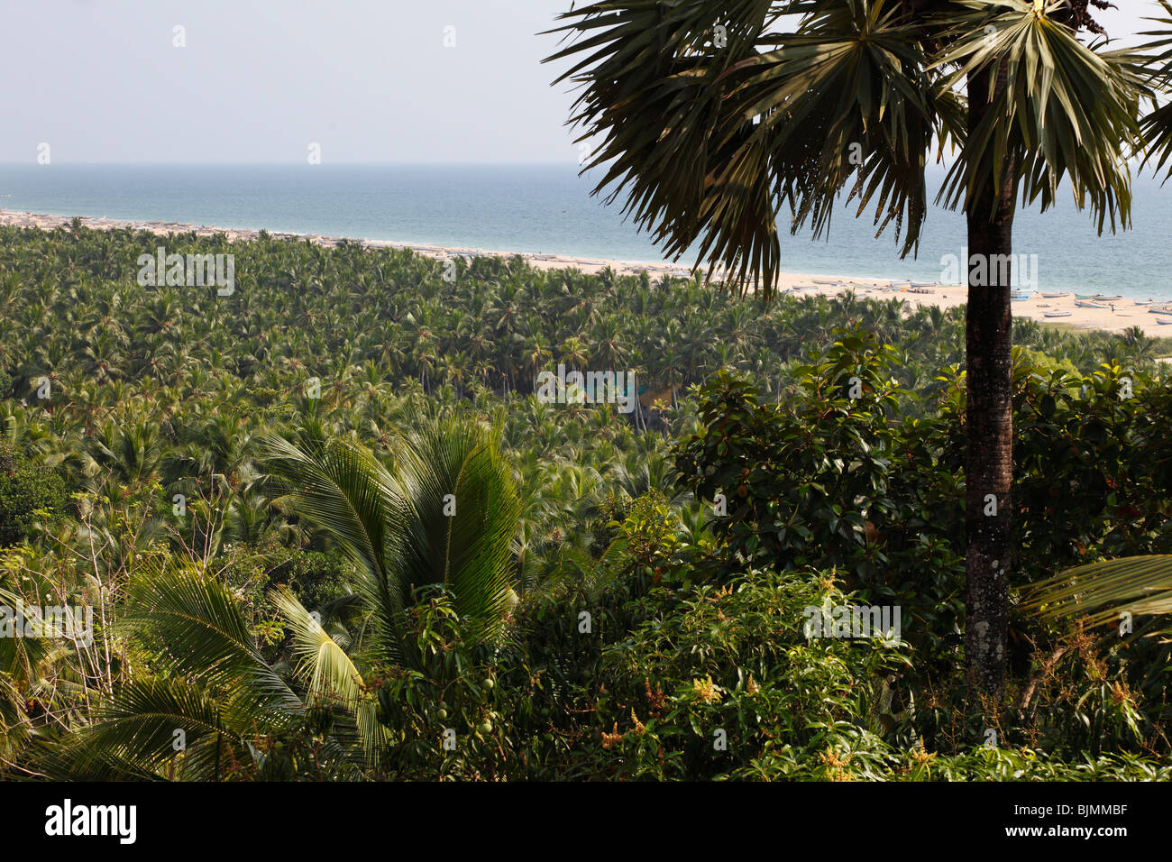 Foresta di palme di cocco al Somatheram Beach, Malabarian Costa, a sud di Kovalam, Malabaresi, Kerala, India, Asia Foto Stock