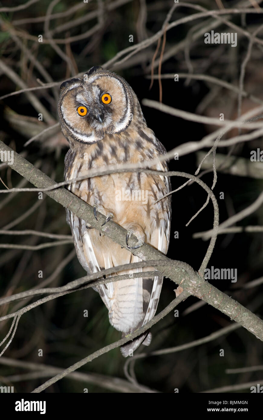 Eule sitzt im Baum bei Nacht | Owl seduta nella struttura ad albero di notte Foto Stock