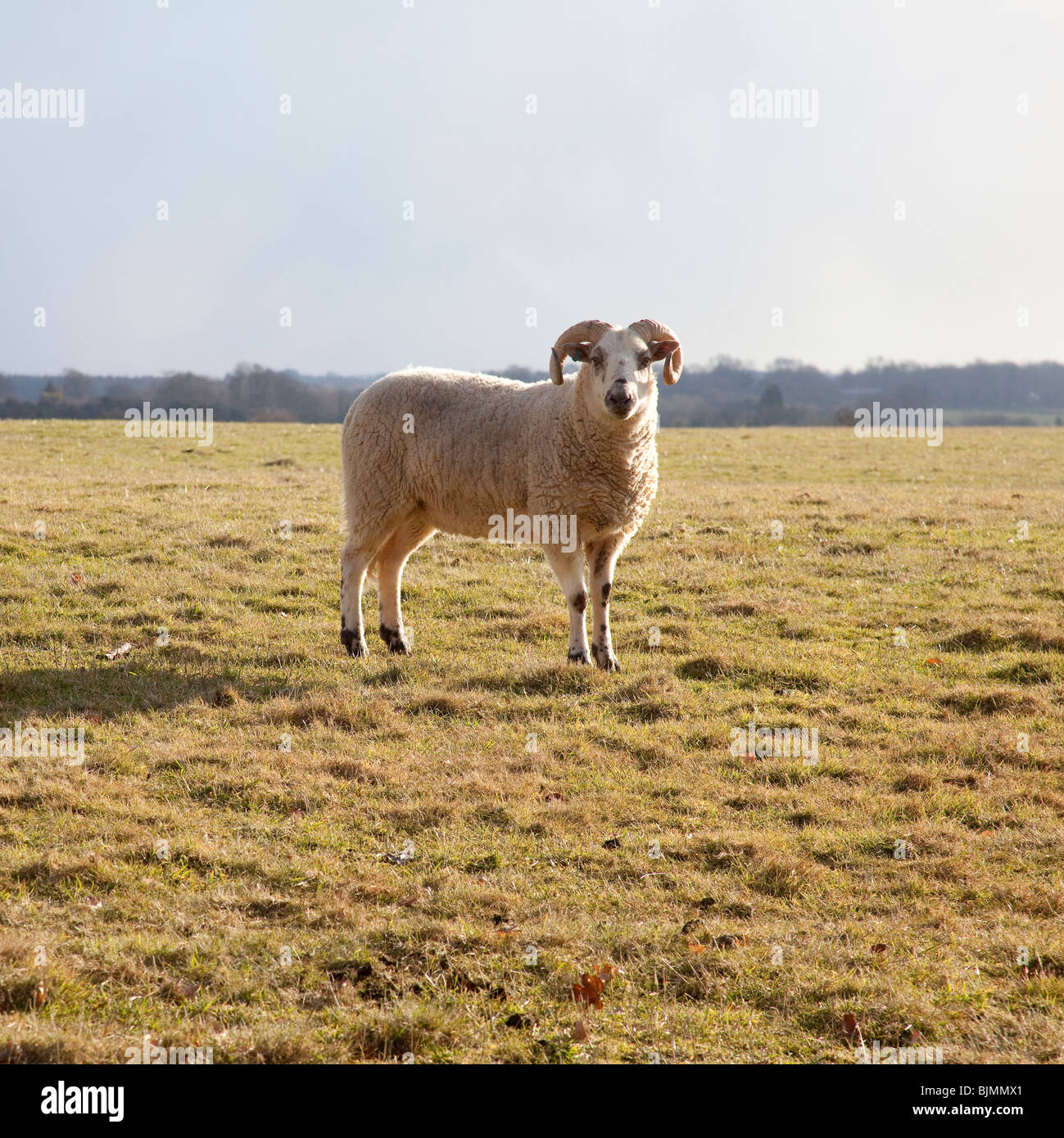 Un maschio di ram pecore, Hampshire, Inghilterra. Foto Stock