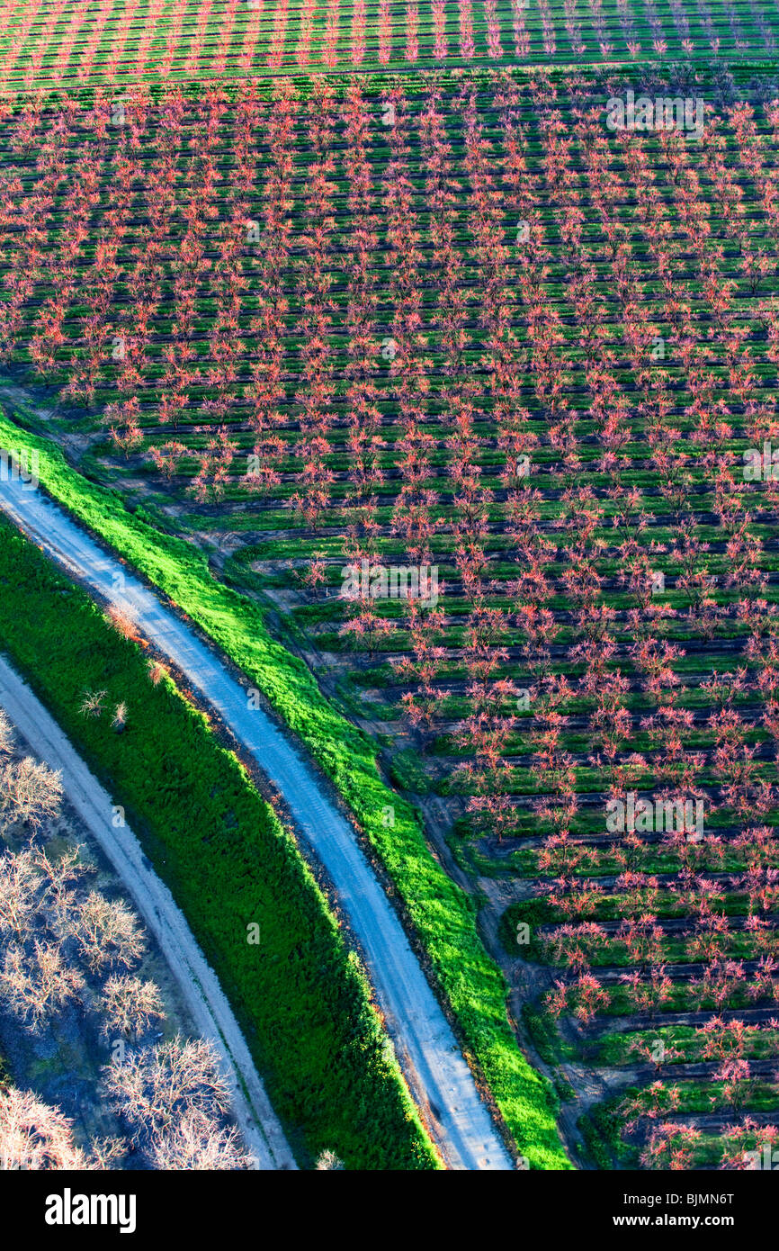 Le aziende agricole e di pesche frutteti in fiore nella valle del Sacramento dall'aria. Foto Stock