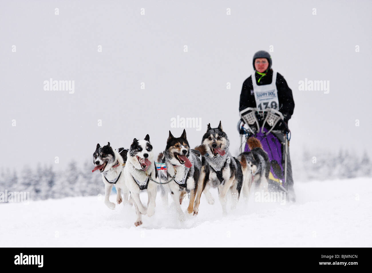 6-dog team di Siberian Husky, Winterberg Sled Dog gare 2010, Sauerland, Renania settentrionale-Vestfalia, Germania, Europa Foto Stock