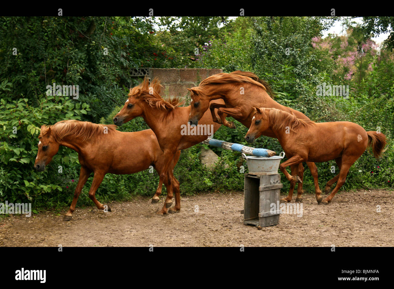 Quattro Pony Welsh saltando un ostacolo Foto Stock