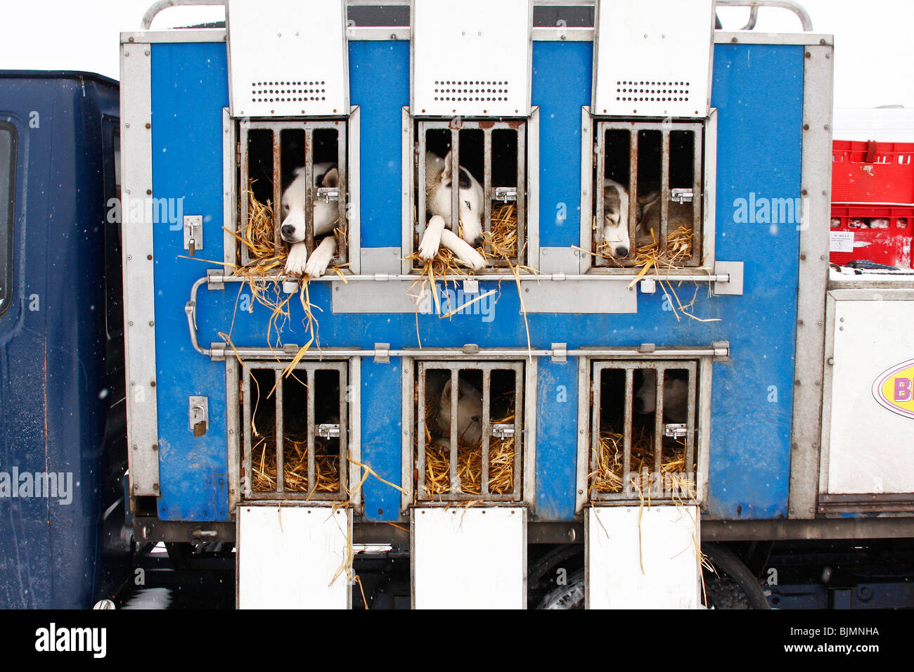 Huskies in una gabbia di trasporto, Winterberg Sled Dog gare 2010, Sauerland, Renania settentrionale-Vestfalia, Germania, Europa Foto Stock