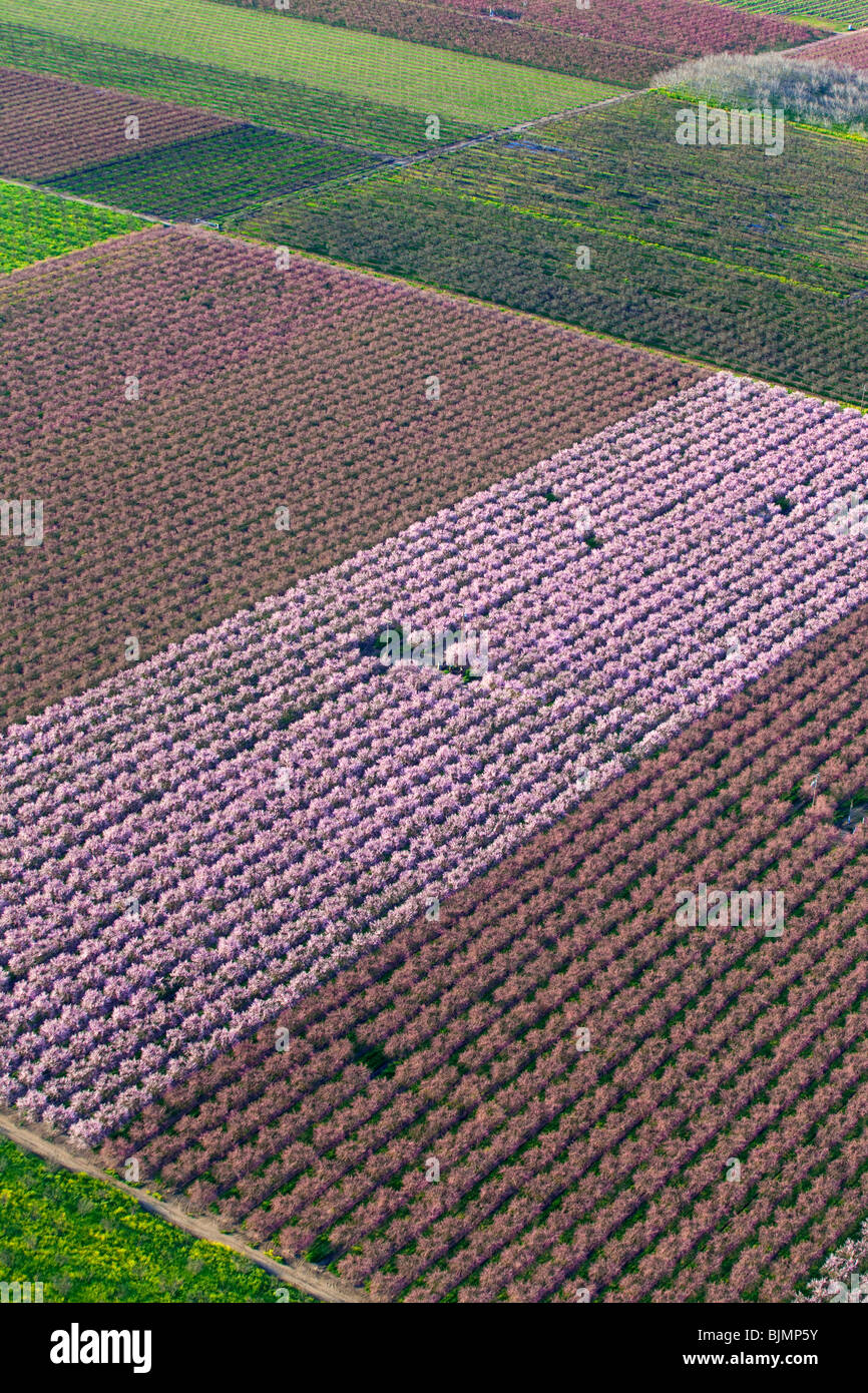 Le aziende agricole e di pesche frutteti in fiore nella valle del Sacramento dall'aria. Foto Stock