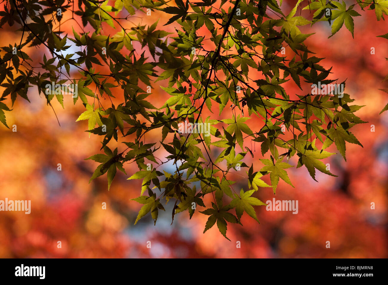 Albero di acero Foto Stock