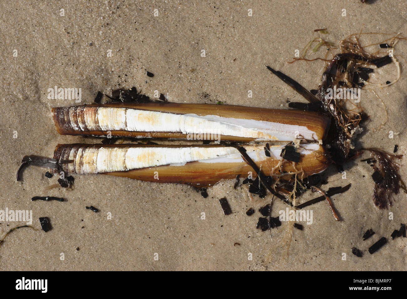 Rasoio di Pod shell, Ensis siliqua. Lavato fino , Studland beach Dorset. Marzo. Foto Stock