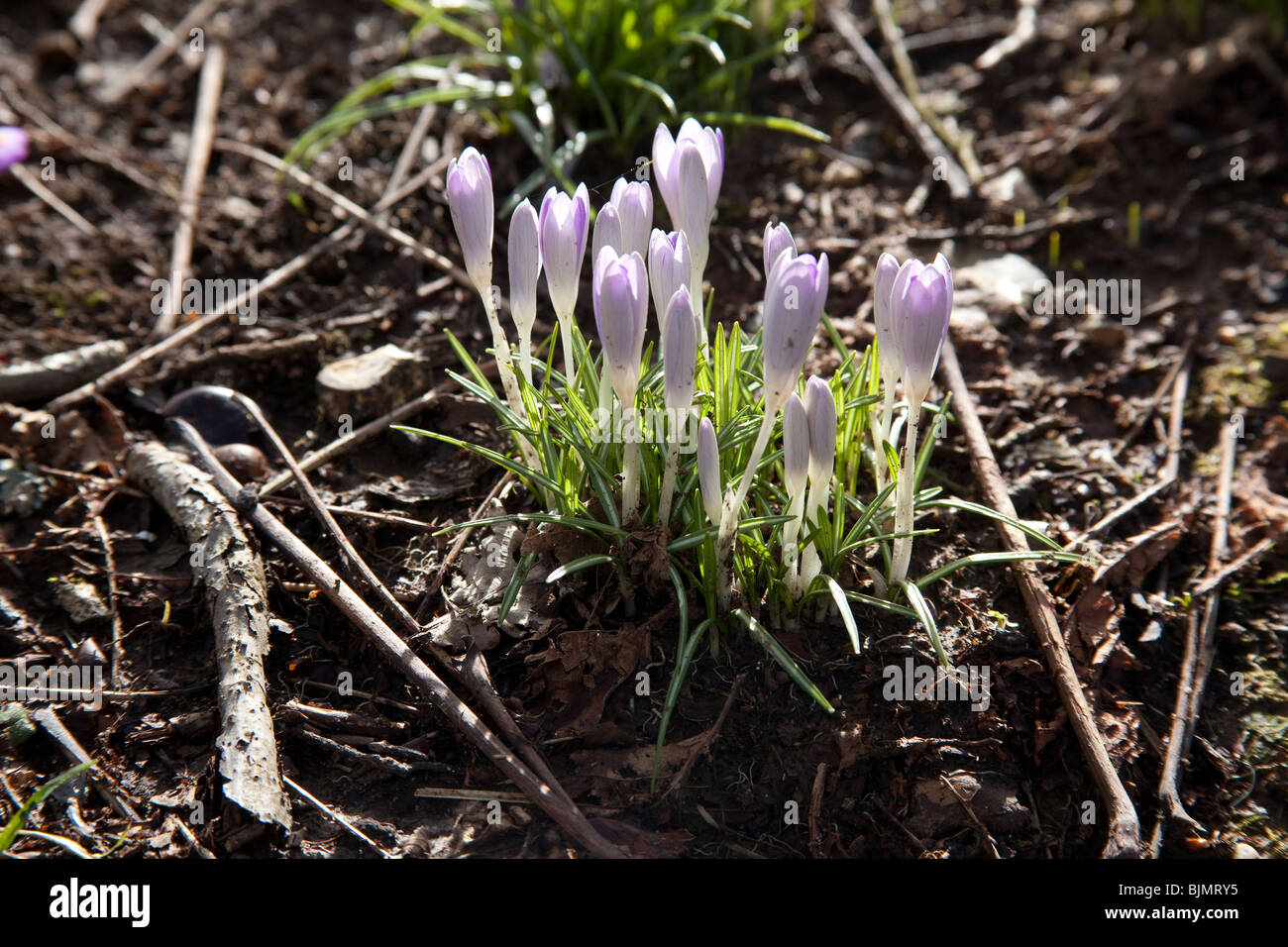 Crocus fiori Hattingley Hampshire Inghilterra. Foto Stock