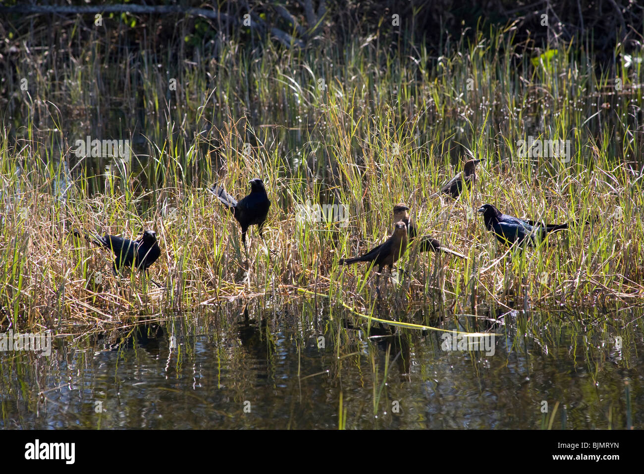 American Crows o Corvus brachyrhynchos nel fiume di erba, Sawgrass, nel Parco nazionale delle Everglades, Miami Florida USA Foto Stock