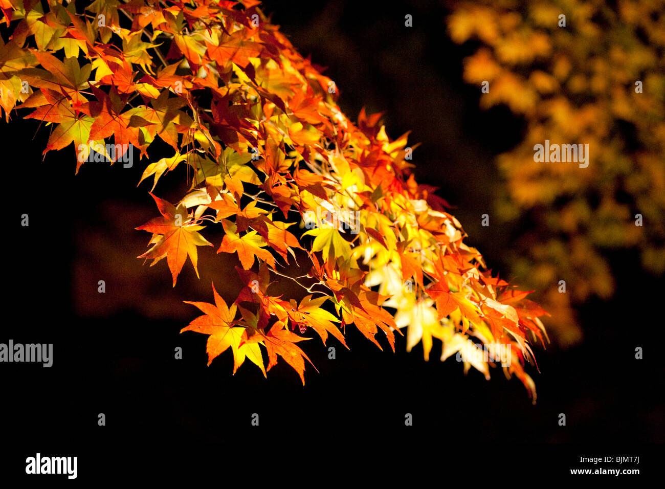 Aceri rossi Foto Stock