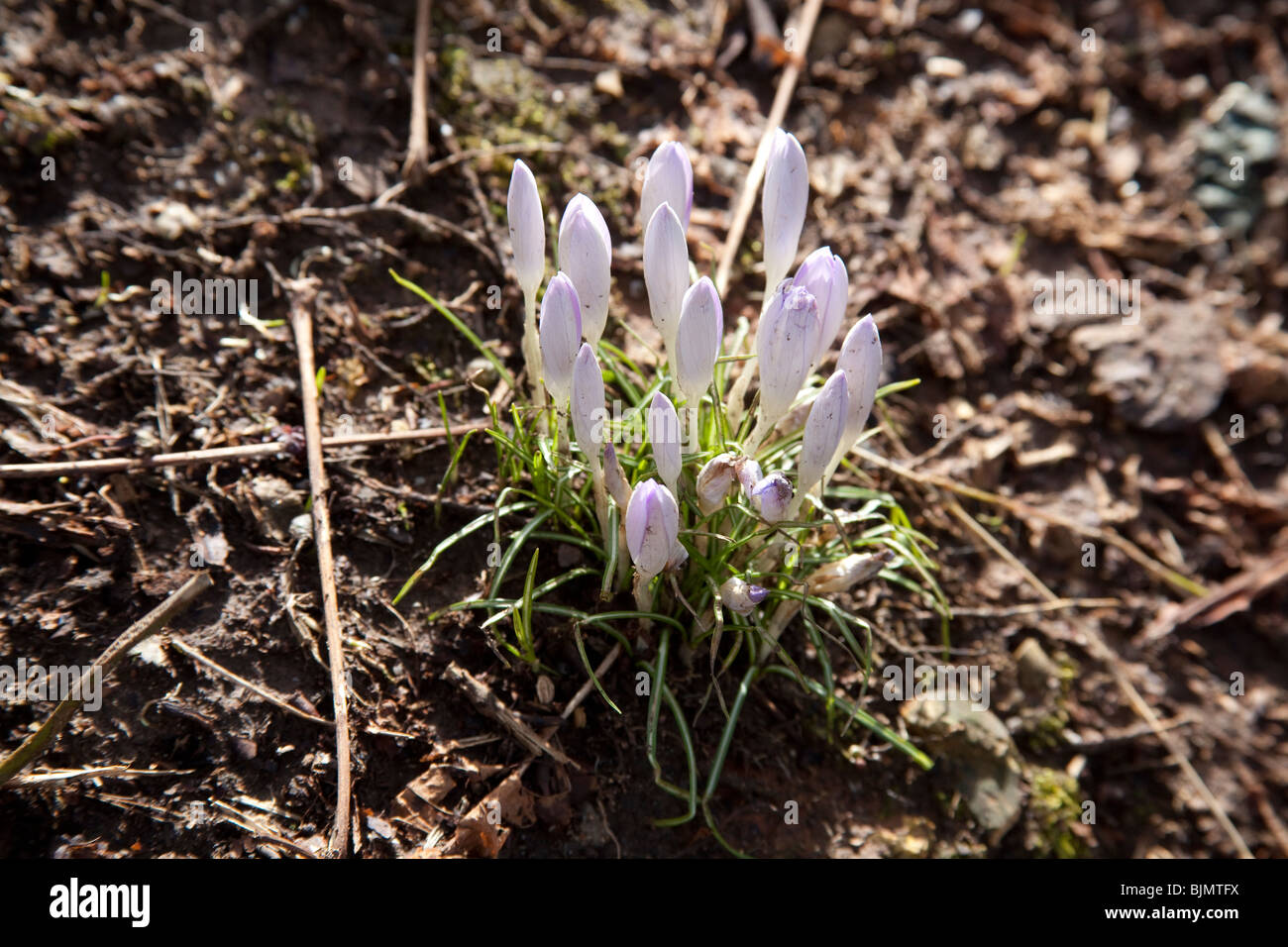 Crocus fiori Hattingley Hampshire Inghilterra. Foto Stock